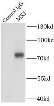 MX1 Rabbit Polyclonal Antibody