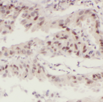 MX1 Rabbit Polyclonal Antibody