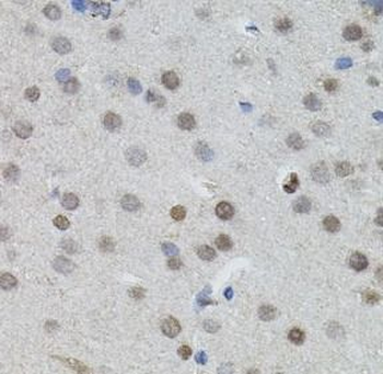 MYCN Antibody