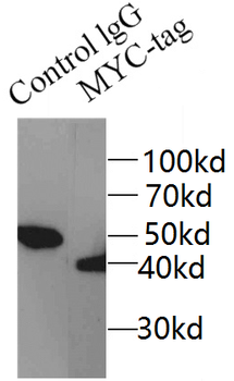 MYC tag Rabbit Polyclonal Antibody