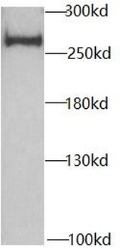 MYH1 Antibody