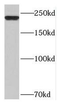 MYH1 Antibody