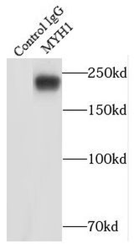 MYH1 Antibody