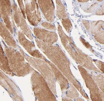 MYH1 Antibody