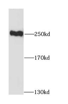 MYH10 Antibody