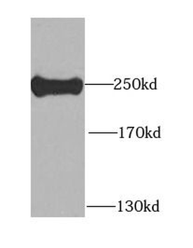 MYH9 Rabbit Polyclonal Antibody