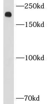 MYH9 Rabbit Polyclonal Antibody