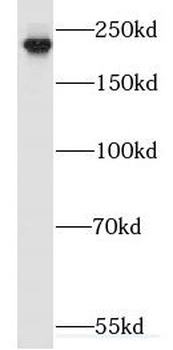 MYH9 Rabbit Polyclonal Antibody