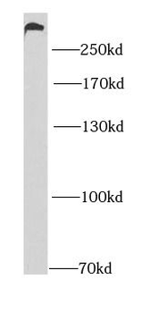 MYO10 Rabbit Polyclonal Antibody