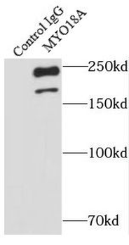 MYO18A Antibody