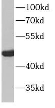 MYOD1 Mouse Monoclonal Antibody