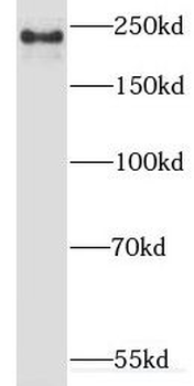 MYOF Rabbit Polyclonal Antibody