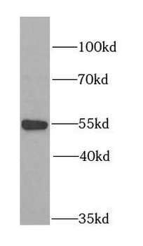 MYOT Rabbit Polyclonal Antibody