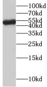 NAP1L4 Antibody