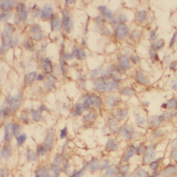 NAPB Rabbit Polyclonal Antibody