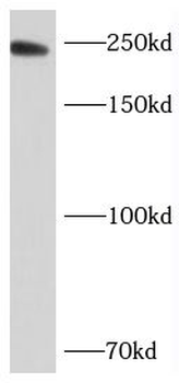 NBAS Rabbit Polyclonal Antibody