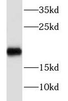 NBL1 Rabbit Polyclonal Antibody