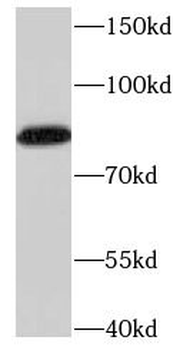 NCBP1 Antibody