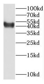 NCF4 Antibody