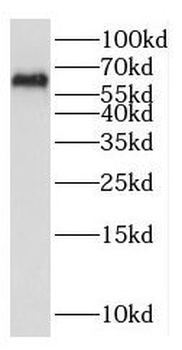 NDOR1 Rabbit Polyclonal Antibody