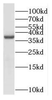 NDRG4 Antibody