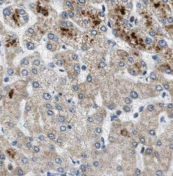 NDUFAF2 Rabbit Polyclonal Antibody