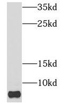 NDUFB1 Rabbit Polyclonal Antibody