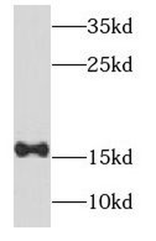 NDUFB6 Rabbit Polyclonal Antibody