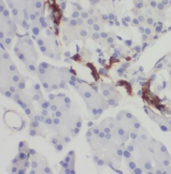 NECAB3 Antibody