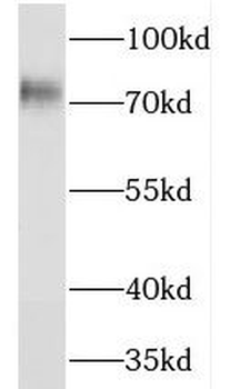 NEDD1 Rabbit Polyclonal Antibody