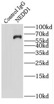 NEDD1 Rabbit Polyclonal Antibody