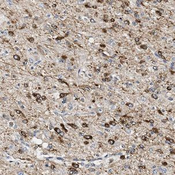NEDD1 Rabbit Polyclonal Antibody