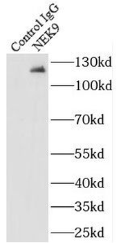 NEK9 Rabbit Polyclonal Antibody