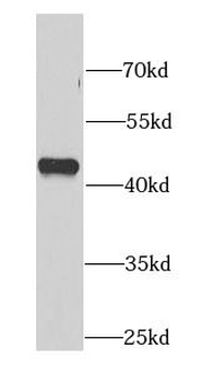 NELFE Rabbit Polyclonal Antibody