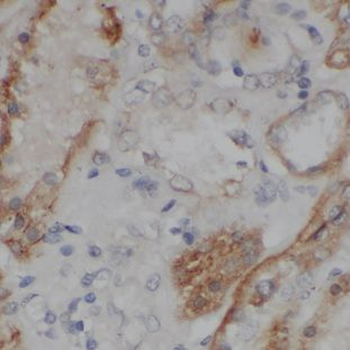 NELL2 Antibody