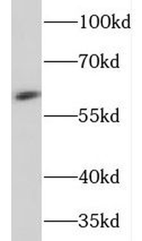 NEURL1 Rabbit Polyclonal Antibody