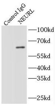 NEURL1 Rabbit Polyclonal Antibody