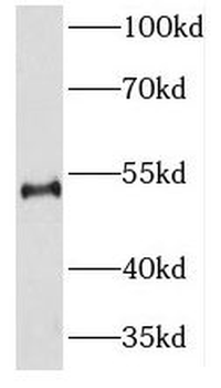 NEUROD4 Rabbit Polyclonal Antibody