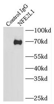 NFE2L1 Antibody