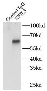 NFIL3 Antibody