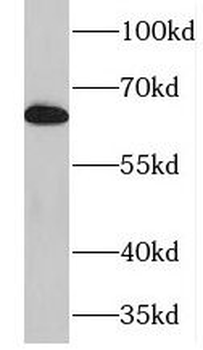 NFKBIZ Antibody