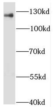 NFX1 Rabbit Polyclonal Antibody