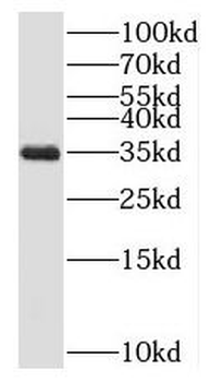 NGRN Rabbit Polyclonal Antibody