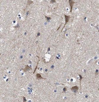 NGRN Rabbit Polyclonal Antibody