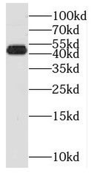 NIF3L1 Rabbit Polyclonal Antibody