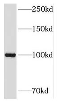 NKRF Rabbit Polyclonal Antibody