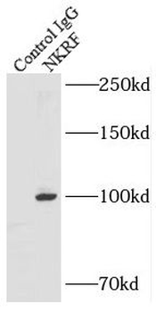 NKRF Rabbit Polyclonal Antibody