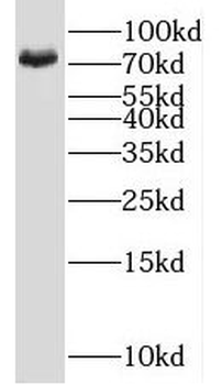 NLN Rabbit Polyclonal Antibody