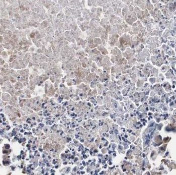 NLN Rabbit Polyclonal Antibody