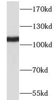 NLRX1 Antibody